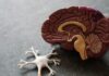 What Science Says to Have a Healthy Brain for Long Life Healthy Brain for Long Life