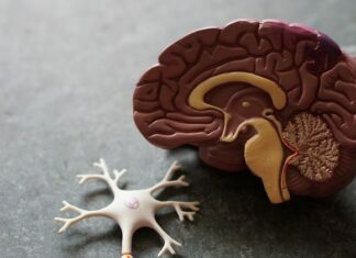What Science Says to Have a Healthy Brain for Long Life Healthy Brain for Long Life